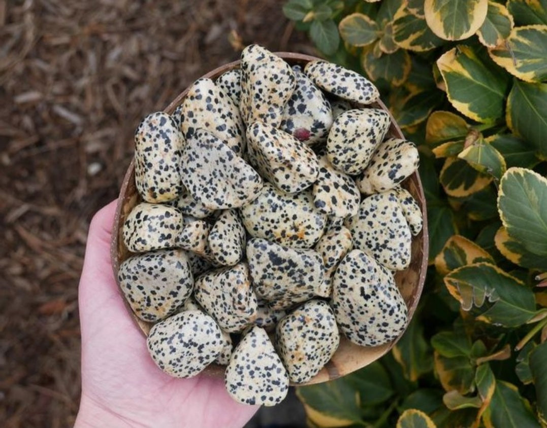 Dalmatian jasper